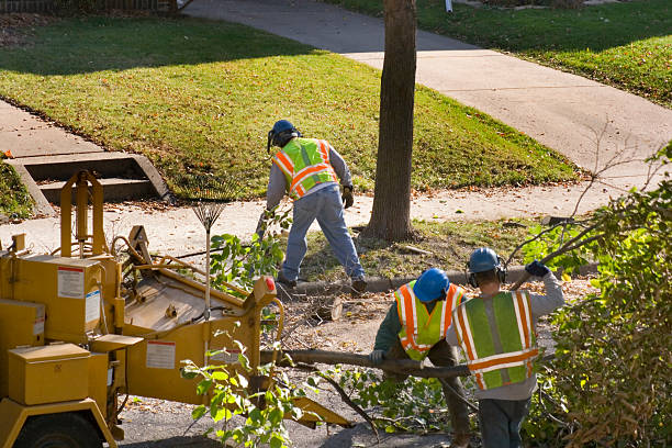 Best Root Management and Removal  in Jnstown, OH